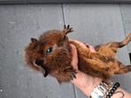 Mooie cavia s, Dieren en Toebehoren, Knaagdieren, September, Cavia, Tam