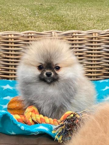 Kleinkees / duitse spitz / loulou pomerian beschikbaar voor biedingen