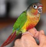 4 x Pyrrhura molinae Pineapple voor handopfok, Dieren en Toebehoren, Vogels | Parkieten en Papegaaien, Meerdere dieren, Parkiet
