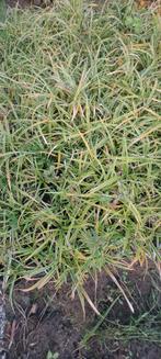 Carex morrowii, Tuin en Terras, Ophalen, Bloeit niet, Vaste plant, Bodembedekkers