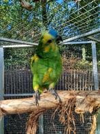 Geelschouder blauwvoorhoofd amazones, Dieren en Toebehoren, Vogels | Parkieten en Papegaaien, Meerdere dieren, Papegaai, Geringd