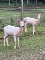 Witte damherten - bokken en hindes, Dieren en Toebehoren, Schapen, Geiten en Varkens, Meerdere dieren, 3 tot 5 jaar