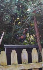 Haan (kruising pavlov en hollandse kuifhoen), Dieren en Toebehoren, Pluimvee