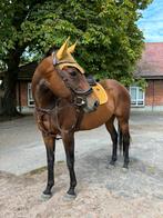 Volbloed merrie 12 jaar, Dieren en Toebehoren, Merrie