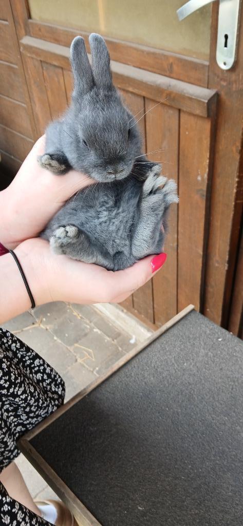 kleurdwerg, Dieren en Toebehoren, Konijnen
