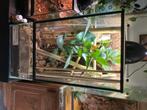 High red giant day gecko + terrarium, Dieren en Toebehoren, Reptielen en Amfibieën, Hagedis, Met terrarium, 0 tot 2 jaar