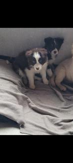 Border Collie pups groeien op in huiselijke kring, 8 à 15 semaines, Colley, Plusieurs, Éleveur | Loisir