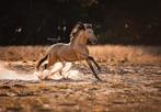 Valk PRE hengst ter dekking, Dieren en Toebehoren, Hengst