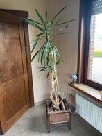 Yucca in leuke rotan plantenbak, Ophalen, Minder dan 60 cm, Vierkant, Zo goed als nieuw