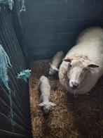 Schaap met lammeren, Dieren en Toebehoren, Schaap