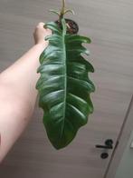 Philodendron ring of fire, Ophalen of Verzenden
