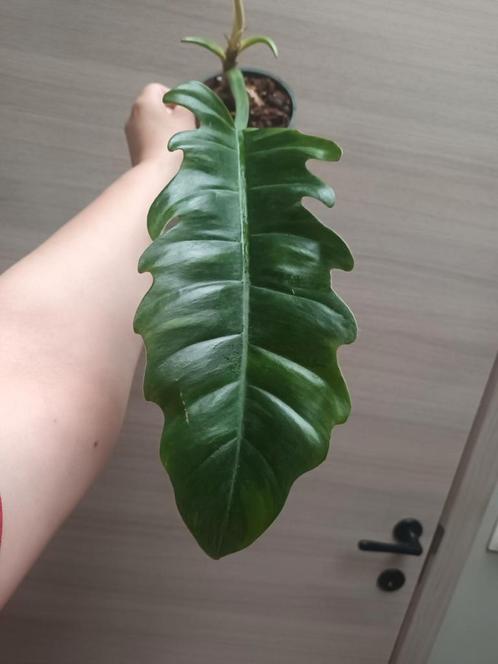 Philodendron ring of fire, Huis en Inrichting, Kamerplanten, Ophalen of Verzenden