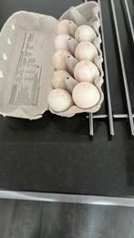 broedeieren loopeend, Dieren en Toebehoren, Ophalen, Zo goed als nieuw