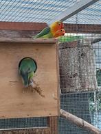 Fischeri ruilen, Dieren en Toebehoren, Vogels | Parkieten en Papegaaien, Meerdere dieren, Dwergpapegaai of Agapornis