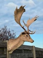 Taxidermie damhert, Enlèvement ou Envoi