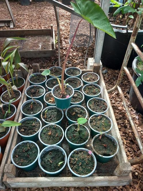 Colocasia esculenta 'Pink China' - Olifantenoor, Jardin & Terrasse, Plantes | Jardin, Enlèvement