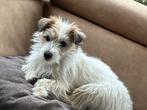 Jack russell pups ruwharig mini, Dieren en Toebehoren, België, Particulier, Jack Russell Terriër, 8 tot 15 weken
