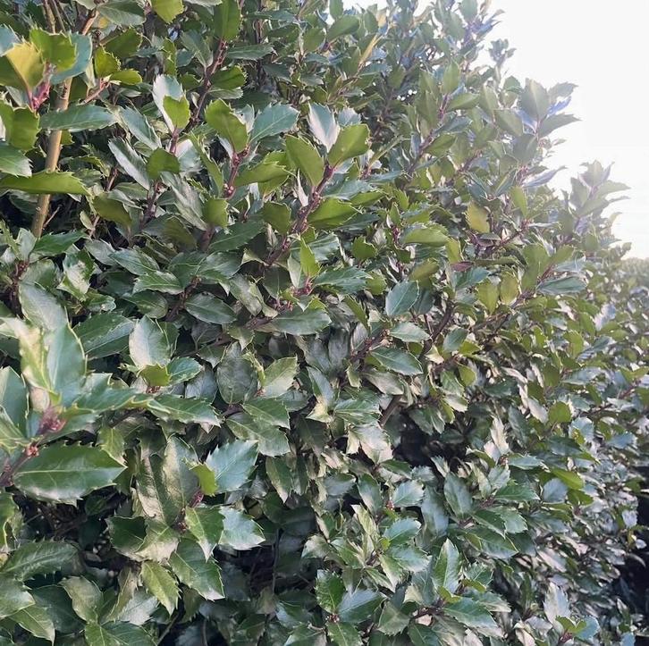 Ikex bleu prince!, Tuin en Terras, Planten | Struiken en Hagen, Beukenhaag, Ophalen