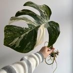 Monstera albo variegata stek, Ophalen