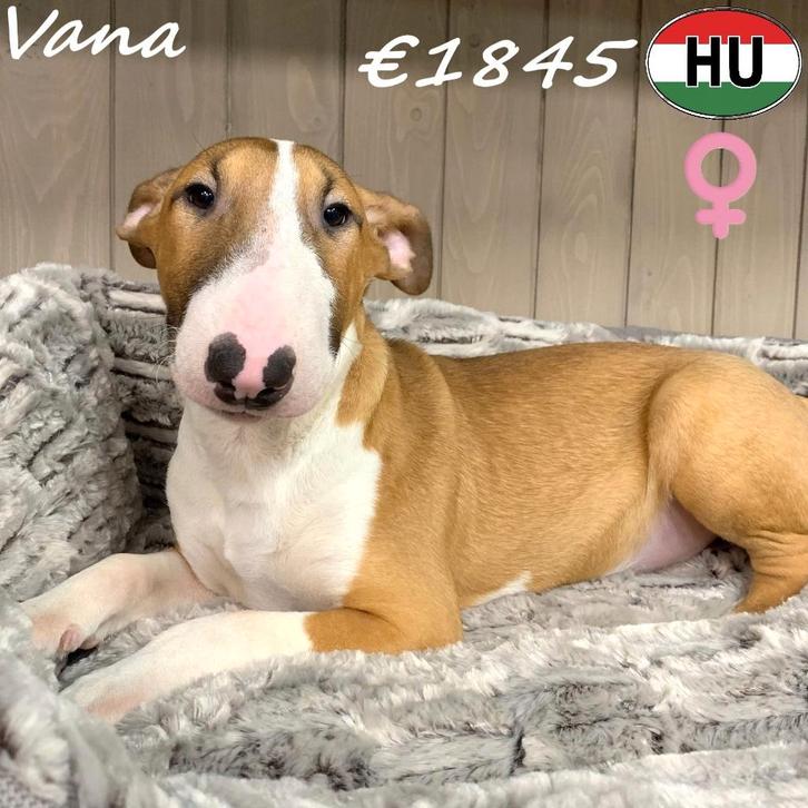 Vana, Bull Terriër (teefje) te koop, Dieren en Toebehoren, Honden | Jack Russells en Terriërs, Teef, Bull Terriër, Handelaar, Eén hond