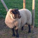 Mooie zware Suffolk ram, Mannelijk, Schaap, 3 tot 5 jaar