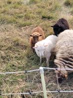 Ouessant rammetje, Mannelijk, Schaap, 0 tot 2 jaar