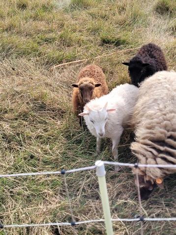 Ouessant rammetje, Mâle, Mouton, 0 à 2 ans