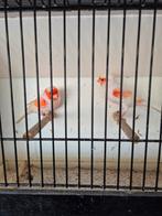 Rood mozaïek, Meerdere dieren, Kleurkanarie