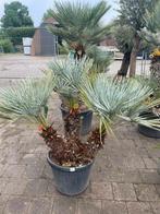 Chamaerops humilis Cerifera, Ophalen