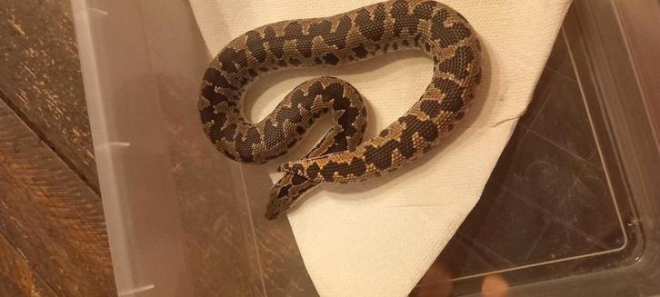 Koppel zandboa eryx conicus., Dieren en Toebehoren, Reptielen en Amfibieën