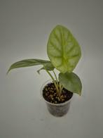 Alocasia silver dragon, Ophalen of Verzenden