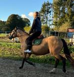 6-jarige PRE merrie met volle papieren, Dieren en Toebehoren, Paarden, Merrie, Minder dan 160 cm, Dressuurpaard, Zadelmak