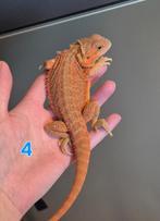 Dragon barbu Hypo Orange/ Rouge, Lézard, Domestique, 0 à 2 ans