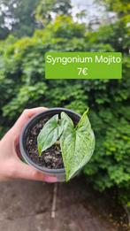Syngonium Mojito, Huis en Inrichting, Kamerplanten, Overige soorten, Minder dan 100 cm, Groene kamerplant, Halfschaduw