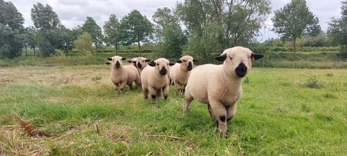 Stamboek Hampshire down ramlammeren, Animaux & Accessoires, Moutons, Chèvres & Cochons, Mouton, Mâle, 0 à 2 ans