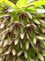 eucomis bicolor, Tuin en Terras, Planten | Tuinplanten, Ophalen, Zomer, Vaste plant, Volle zon