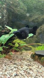 Black Molly’s, Dieren en Toebehoren, Vis, Zoetwatervis