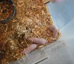 Naakte muizen mannetjes, Augustus, Muis, Mannelijk, Tam