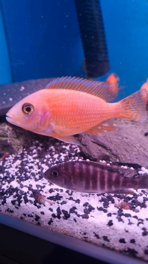 Aulonocara orchid,, Animaux & Accessoires