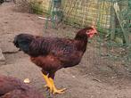 Jonge haan Rhode Island te Kuringen, Dieren en Toebehoren, Pluimvee