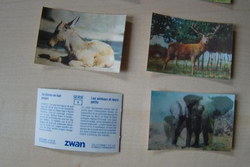 Zwan volledige reeks 30 kantel kaartjes dieren en hun jongen, Verzamelen, Foto's en Prenten, Zo goed als nieuw, Prent, Dier, 1960 tot 1980