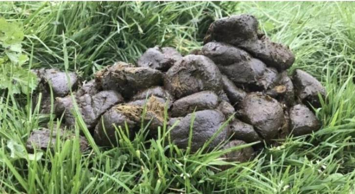 Biologische ezelmest, Tuin en Terras, Aarde en Mest, Mest, Ophalen