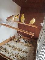 Kanaries, Dieren en Toebehoren