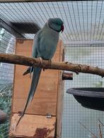 Halsbandparkiet, Dieren en Toebehoren, Vogels | Overige Vogels, Tam
