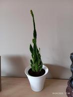 Kamerplant vetplant 55 cm hoog in witte stenen pot, Plante succulente, Enlèvement ou Envoi