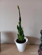 Kamerplant vetplant 55 cm hoog in witte stenen pot, Huis en Inrichting, Kamerplanten, Ophalen of Verzenden, Vetplant