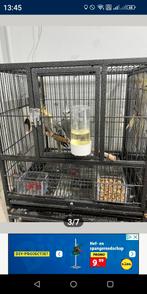 Twee koppels valk parkiet, Dieren en Toebehoren, Vogels | Parkieten en Papegaaien, Meerdere dieren, Parkiet, Tam