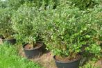 Buissons de bleuets, Vaccinium corymbosum, Enlèvement, Plantes fruitières, Plante fixe