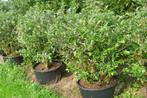 Buissons de bleuets, Vaccinium corymbosum, Enlèvement, Plantes fruitières, Plante fixe