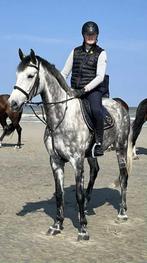 Mooie 7-jarige schimmelruin, Dieren en Toebehoren, Paarden, Met stamboom, Ruin, 170 tot 175 cm, L